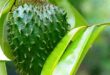 Manfaat Daun Sirsak bagi Kesehatan Mengobati Sariawan Hingga Asam Urat