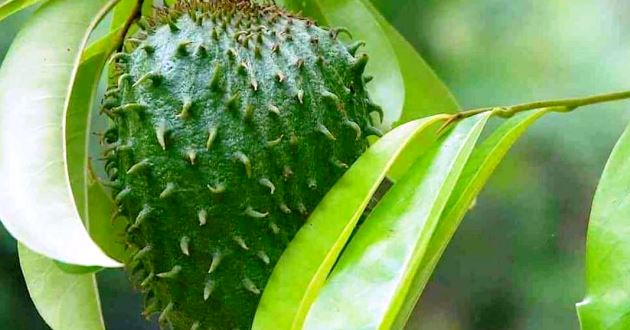 Manfaat Daun Sirsak bagi Kesehatan Mengobati Sariawan Hingga Asam Urat